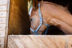 Stalleinrichtung_fuer_Pferde_und_andere_Tiere
