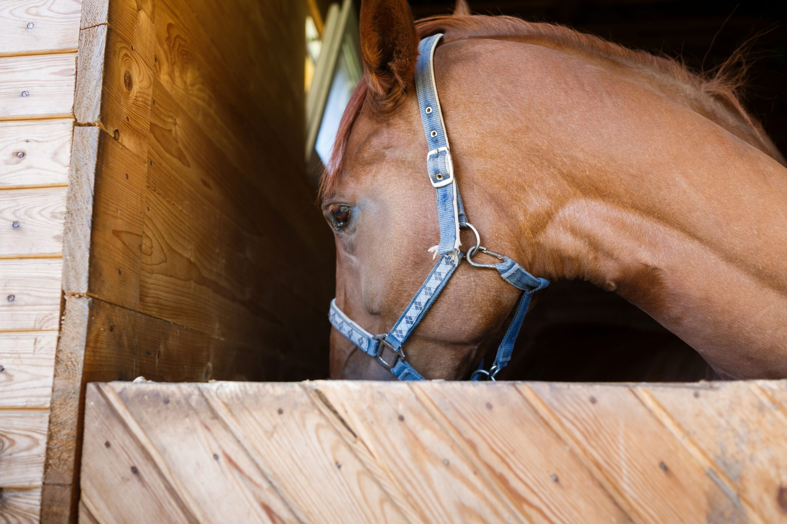Stalleinrichtung_fuer_Pferde_und_andere_Tiere