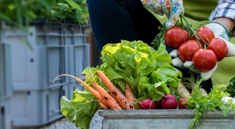 Erntekorb mit frischem Gemuese aus dem Hochbeet – Salat, Moehren, Tomaten und Radieschen aus eigenem Anbau nach dem saetgut kaufen.