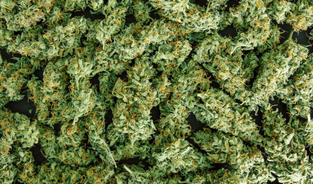 Critical Kush_Ganja Farmer