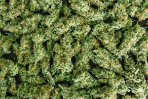 Critical Kush_Ganja Farmer