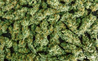 Critical Kush_Ganja Farmer