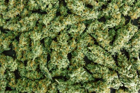 Critical Kush_Ganja Farmer