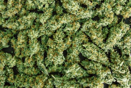 Critical Kush_Ganja Farmer