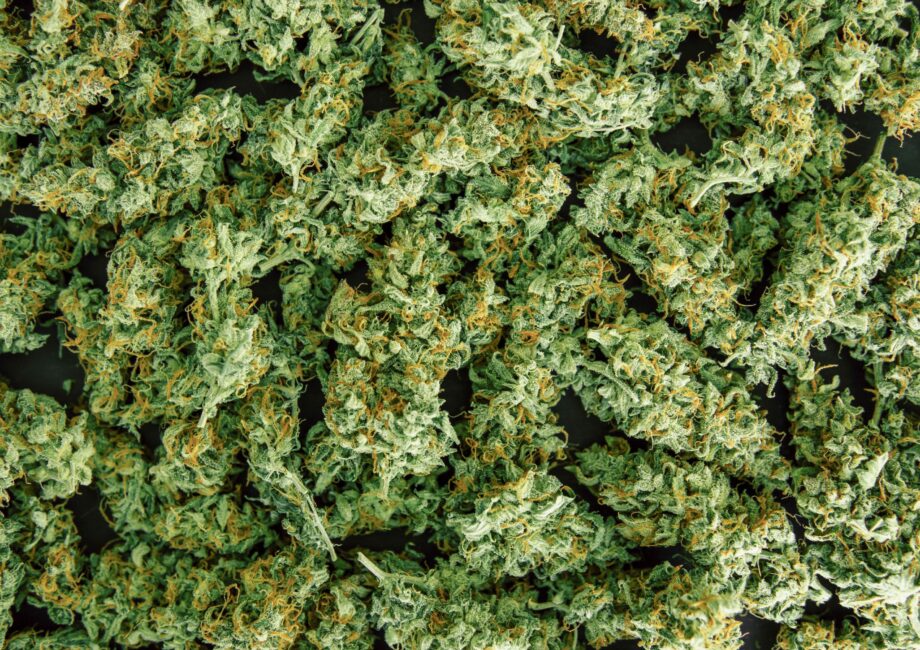 Critical Kush_Ganja Farmer